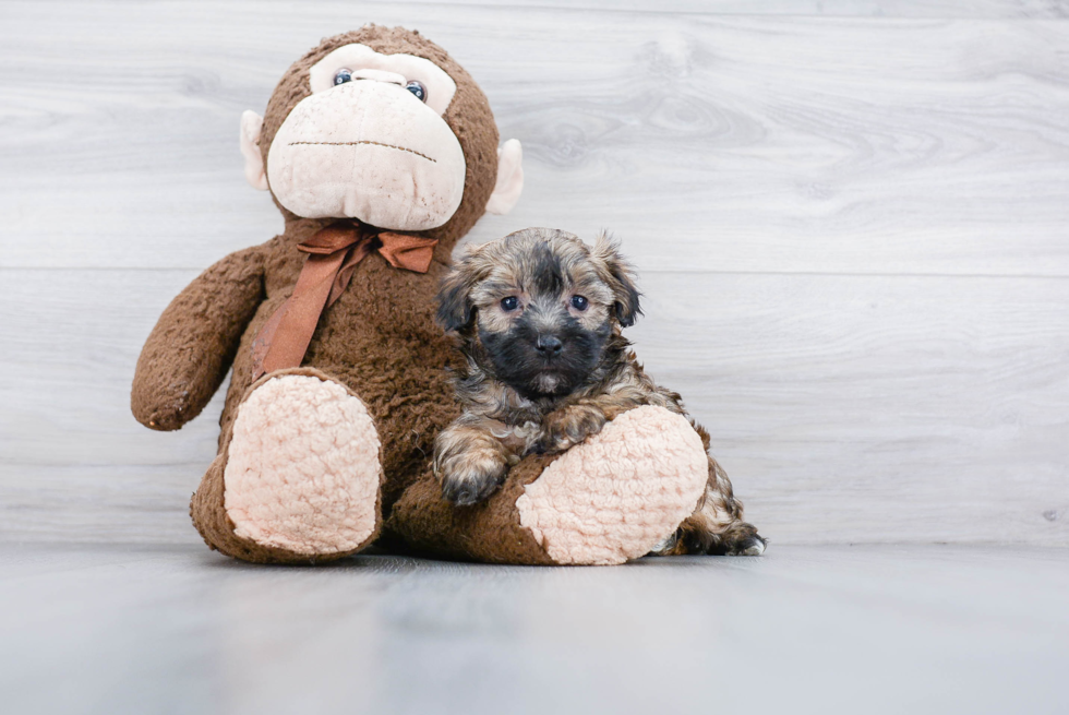 Sweet Yorkie Poo Baby