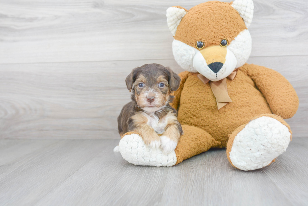 Playful Yorkie Doodle Poodle Mix Puppy