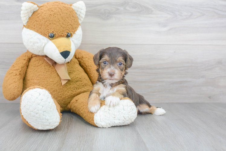 Cute Yorkie Poo Baby