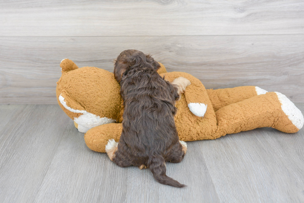 Friendly Yorkie Poo Baby