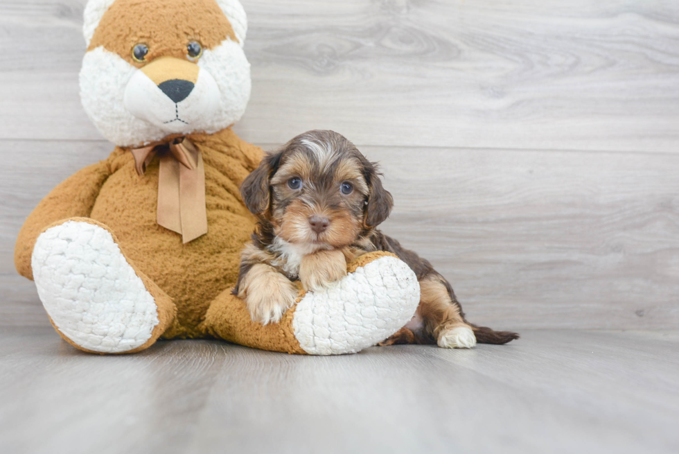 Small Yorkie Poo Baby