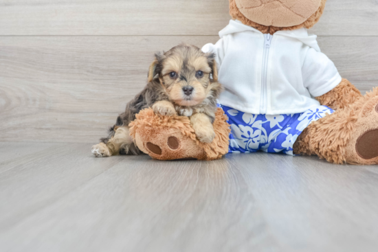 Yorkie Poo Pup Being Cute