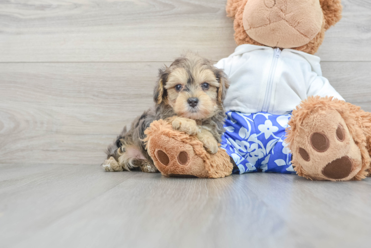 Popular Yorkie Poo Poodle Mix Pup