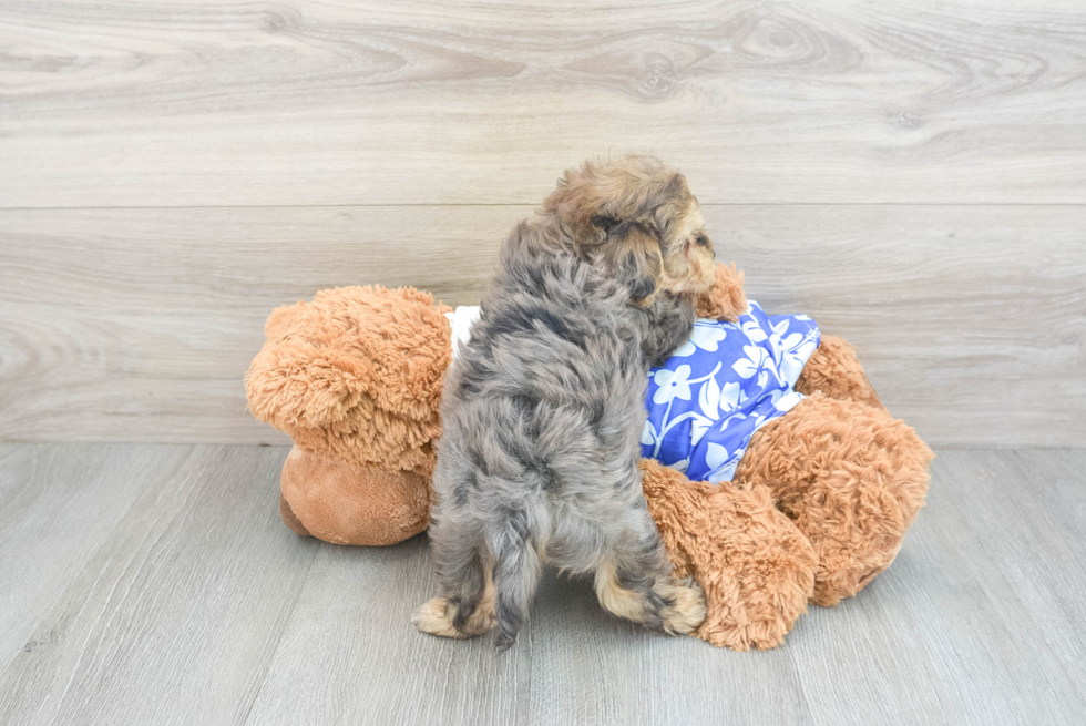 Yorkie Poo Pup Being Cute