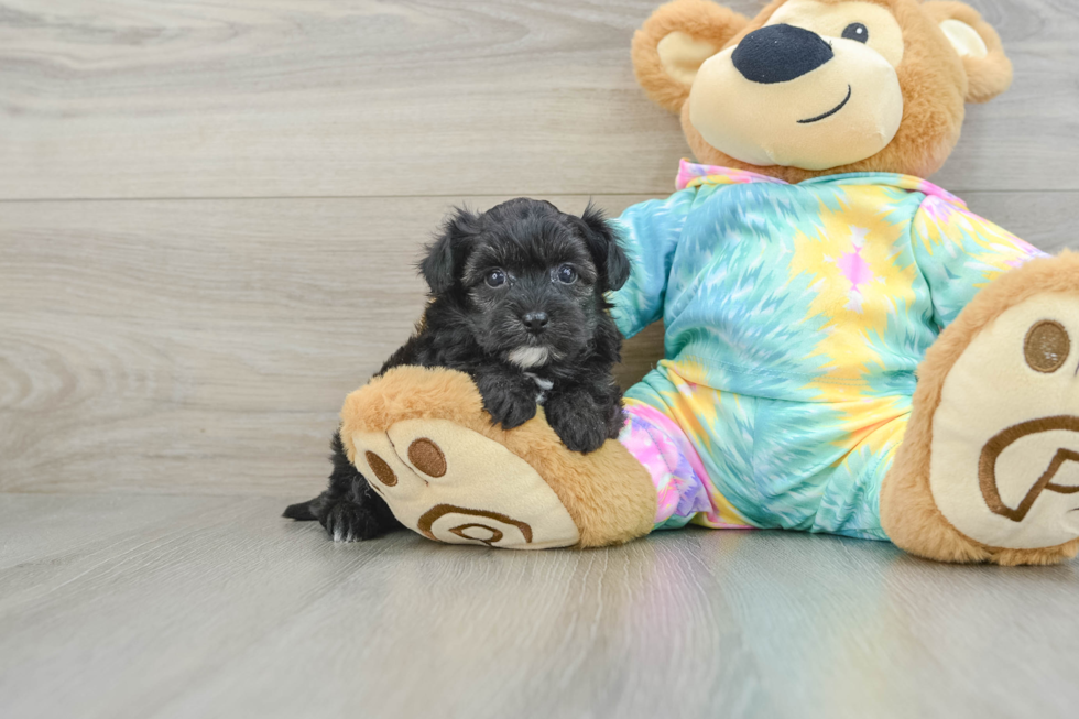 Yorkie Poo Pup Being Cute