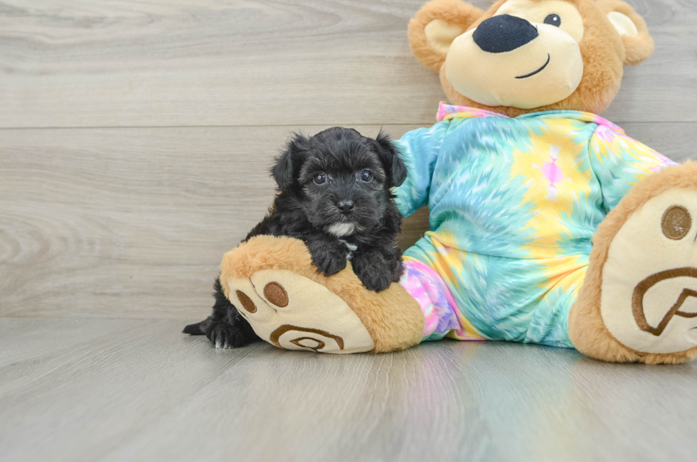 6 week old Yorkie Poo Puppy For Sale - Premier Pups