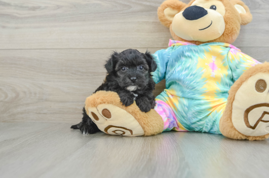 Yorkie Poo Pup Being Cute