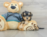 7 week old Yorkie Poo Puppy For Sale - Premier Pups