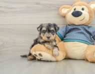 5 week old Yorkie Poo Puppy For Sale - Premier Pups