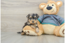 Little Yorkie Poodle Mix Poodle Mix Puppy