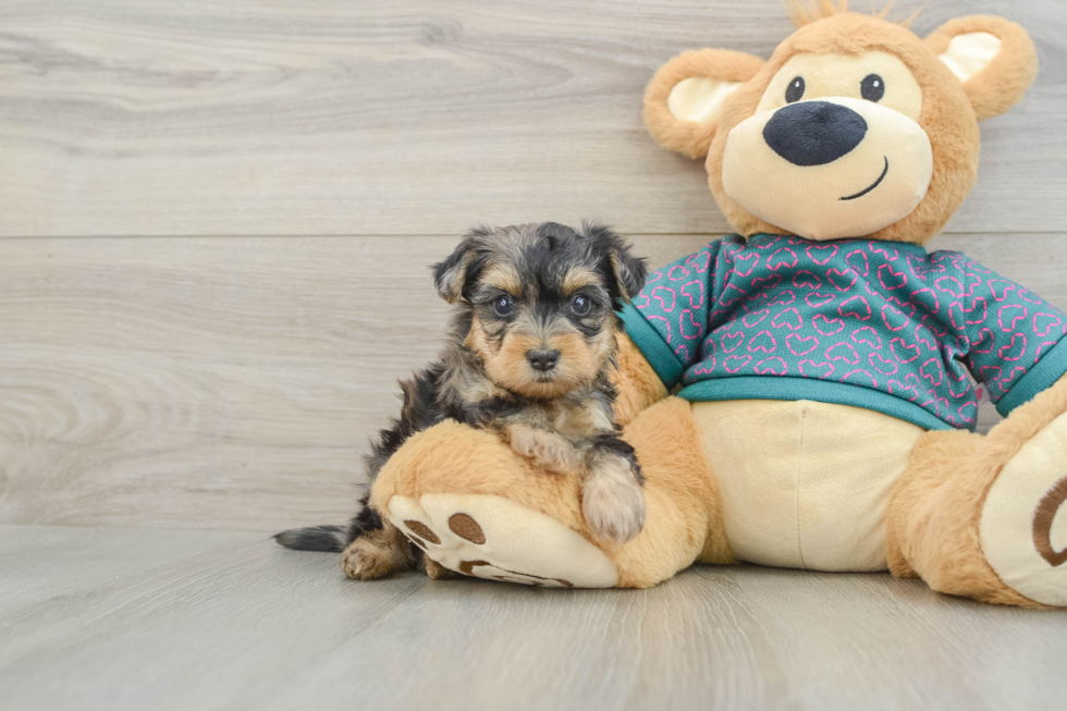 Little Yorkie Poodle Mix Poodle Mix Puppy