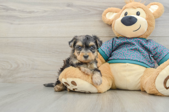 Little Yorkie Poodle Mix Poodle Mix Puppy