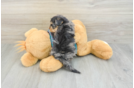 Yorkie Poo Puppy for Adoption