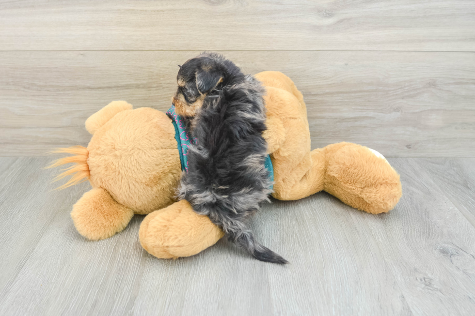 Yorkie Poo Puppy for Adoption
