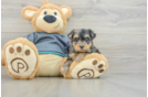 Best Yorkie Poo Baby