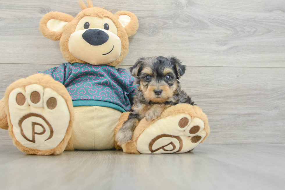 Best Yorkie Poo Baby