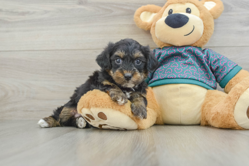 Meet Donovan - our Yorkie Poo Puppy Photo 1/3 - Premier Pups