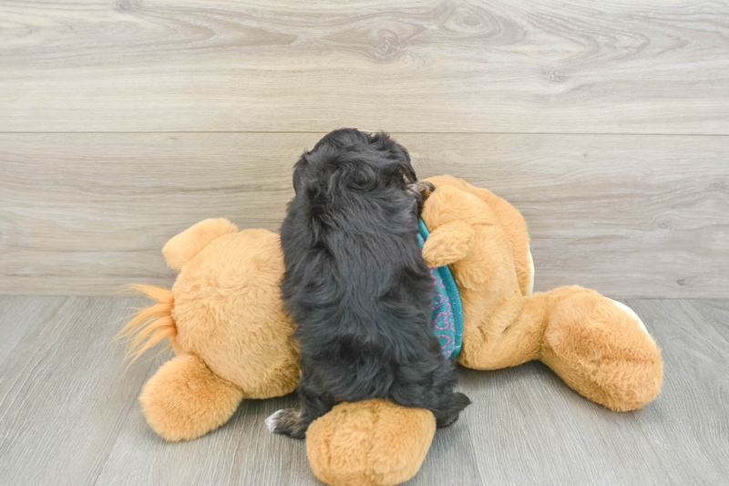 Meet Donovan - our Yorkie Poo Puppy Photo 2/3 - Premier Pups