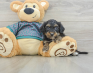 7 week old Yorkie Poo Puppy For Sale - Premier Pups