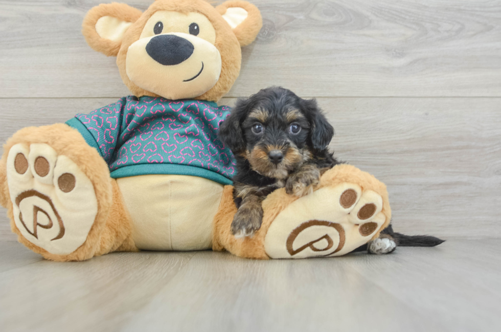 5 week old Yorkie Poo Puppy For Sale - Premier Pups