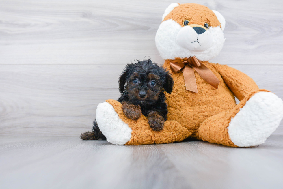 Happy Yorkie Poo Baby