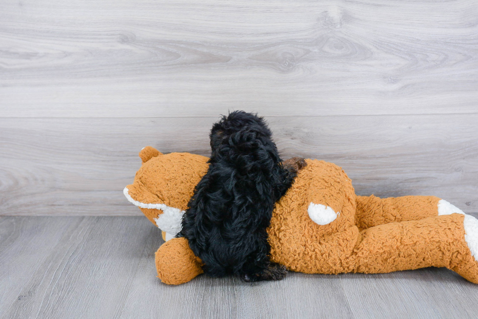 Yorkie Poo Pup Being Cute