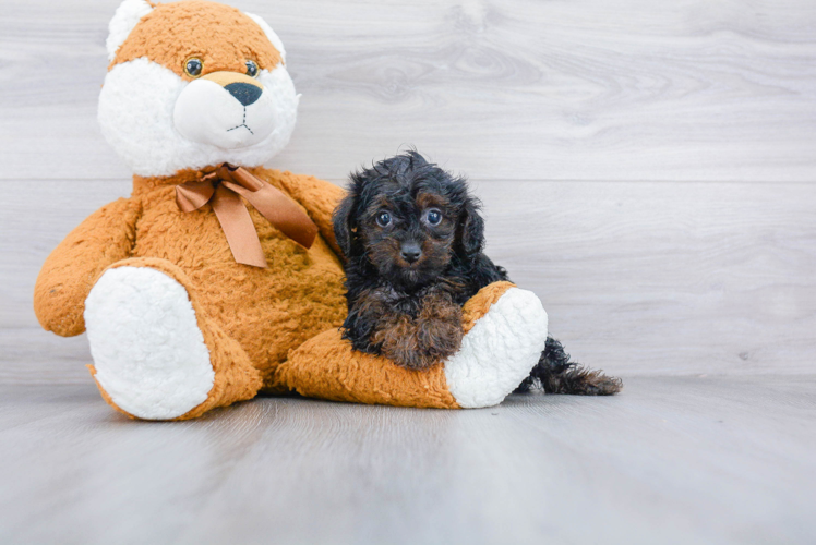 Yorkie Poo Pup Being Cute