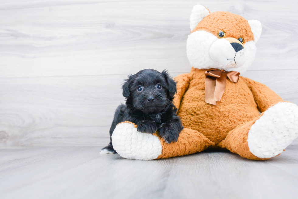 Petite Yorkie Poo Poodle Mix Pup