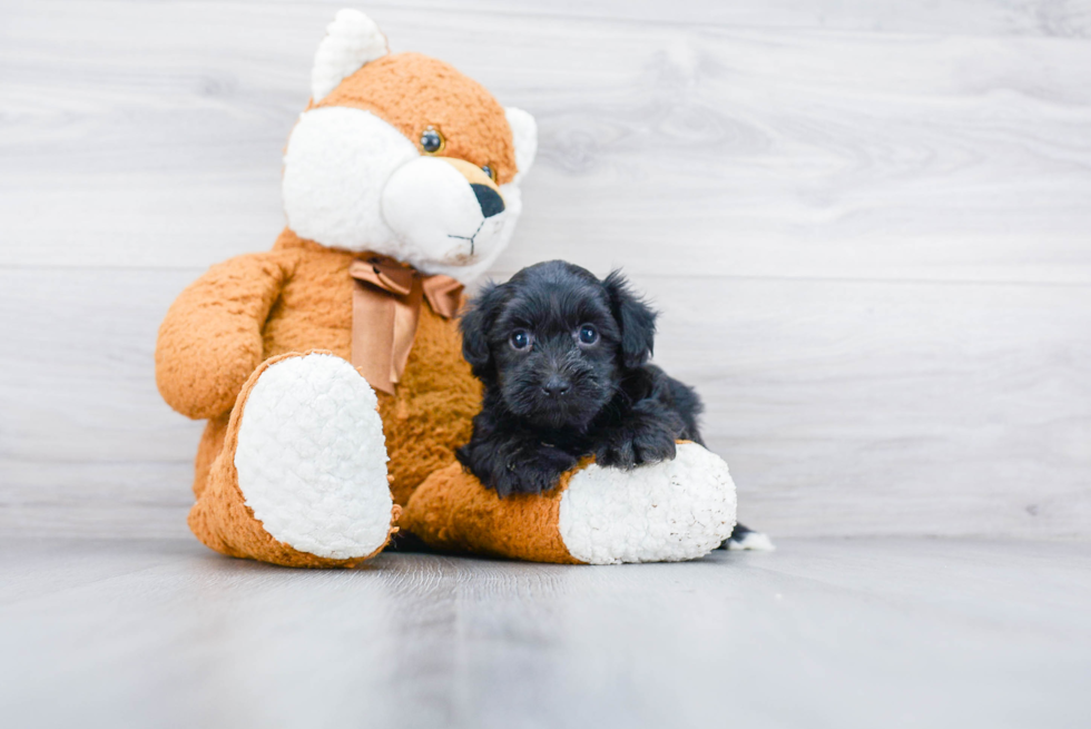 Yorkie Poo Pup Being Cute