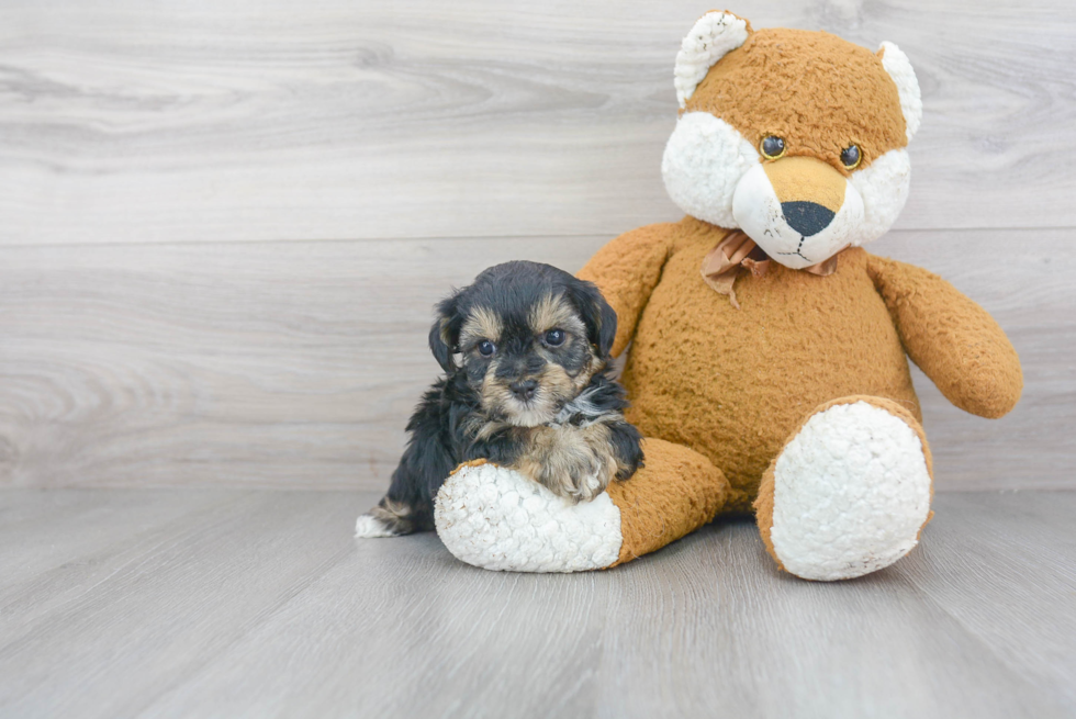 Little Yorkie Doodle Poodle Mix Puppy