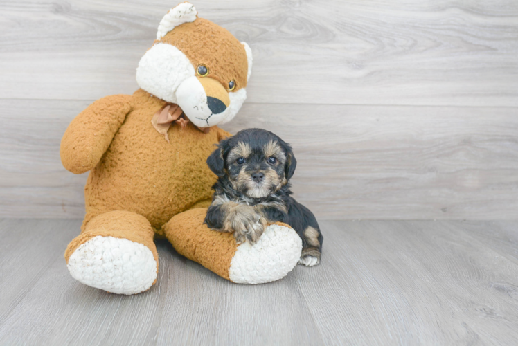 Yorkie Poo Puppy for Adoption