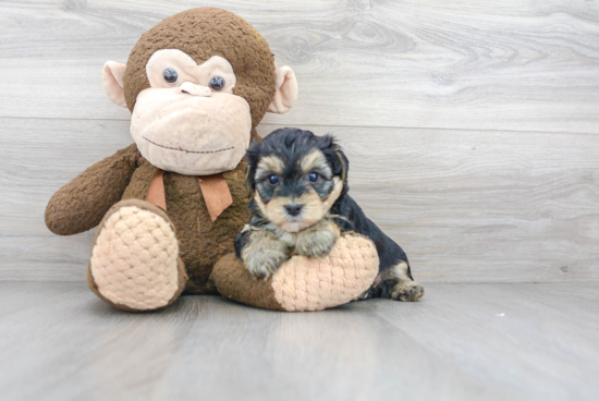 Energetic Yorkie Doodle Poodle Mix Puppy