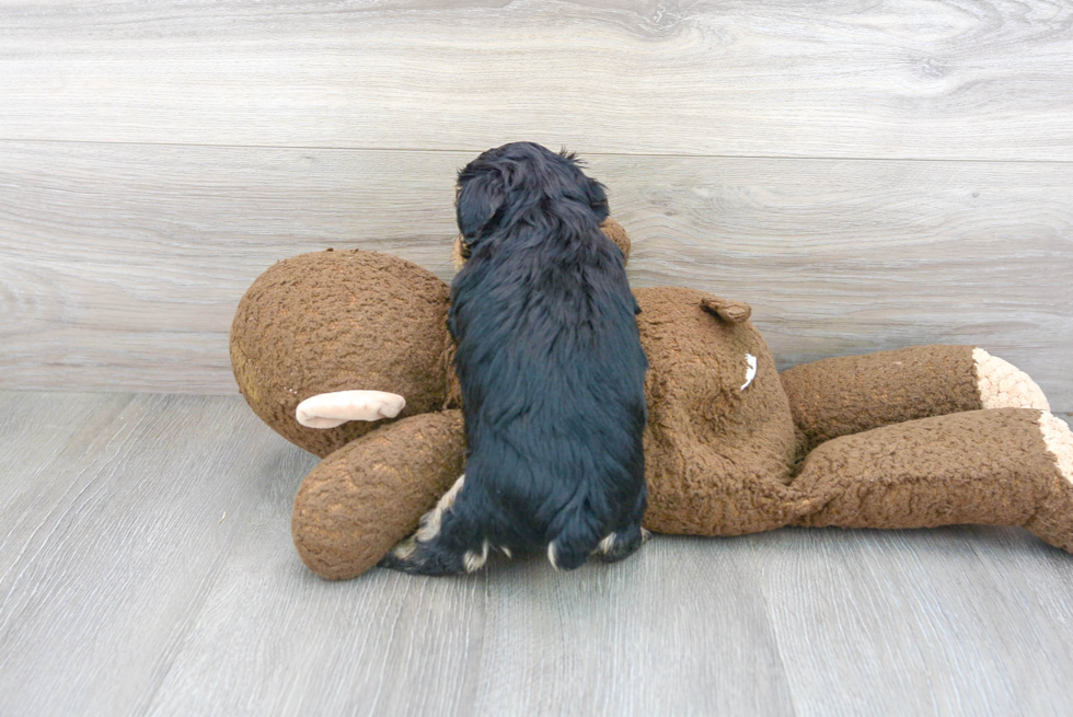 Yorkie Poo Pup Being Cute