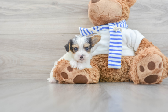 Adorable Yorkie Doodle Poodle Mix Puppy