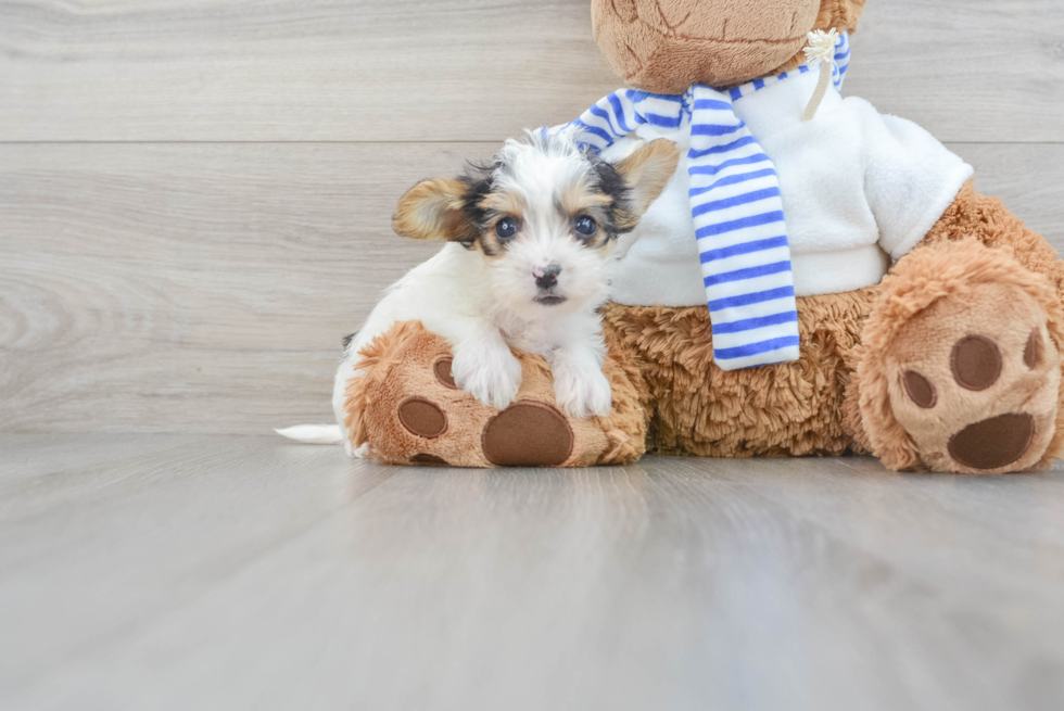 Yorkie Poo Puppy for Adoption