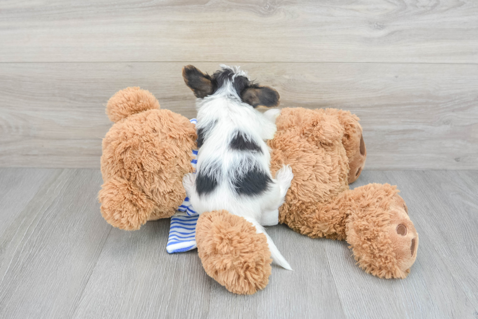 Yorkie Poo Pup Being Cute