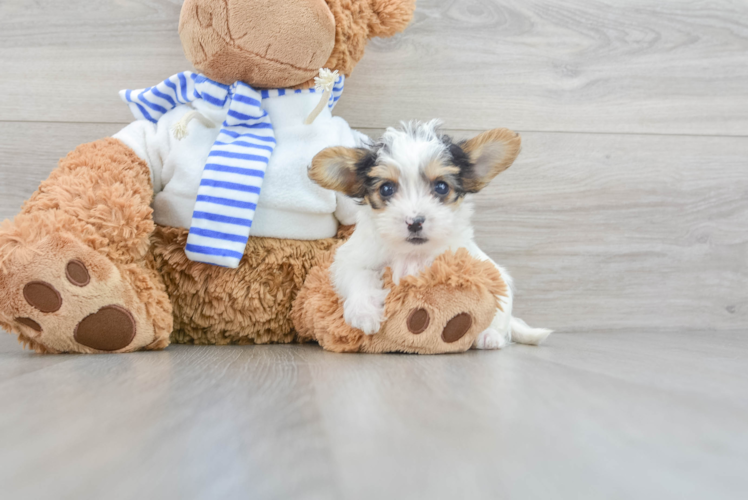 Yorkie Poo Pup Being Cute