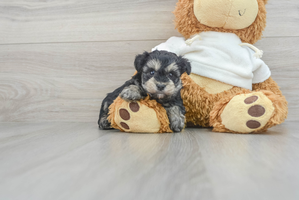 Yorkie Poo Pup Being Cute