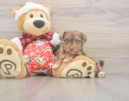 7 week old Yorkie Poo Puppy For Sale - Premier Pups