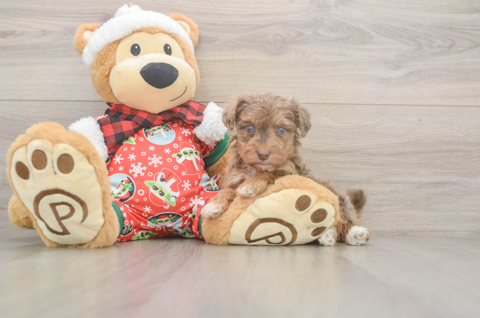 5 week old Yorkie Poo Puppy For Sale - Premier Pups