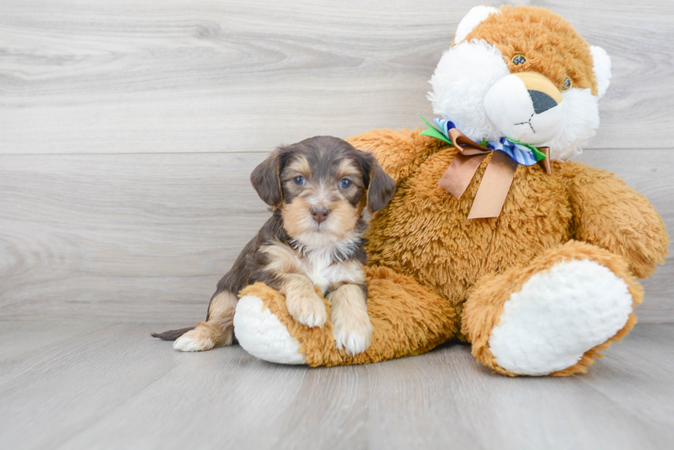 Yorkie Poo Puppy for Adoption