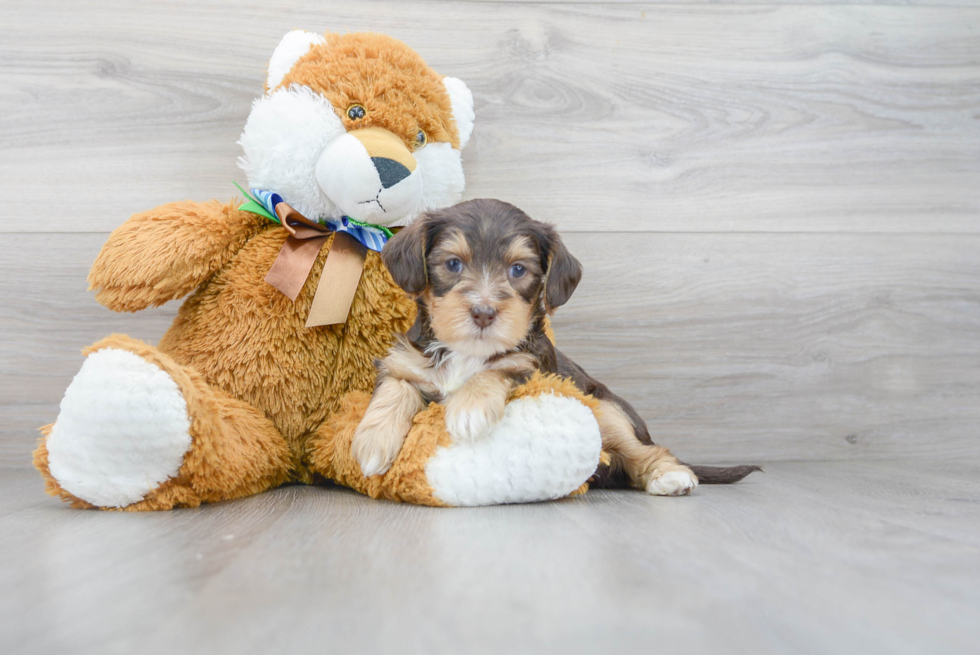 Yorkie Poo Pup Being Cute