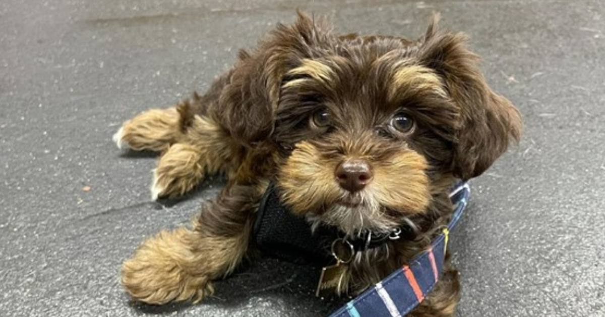 Full Grown Yorkie Poo Dogs For Sale Near Me Yorkie Poos Local