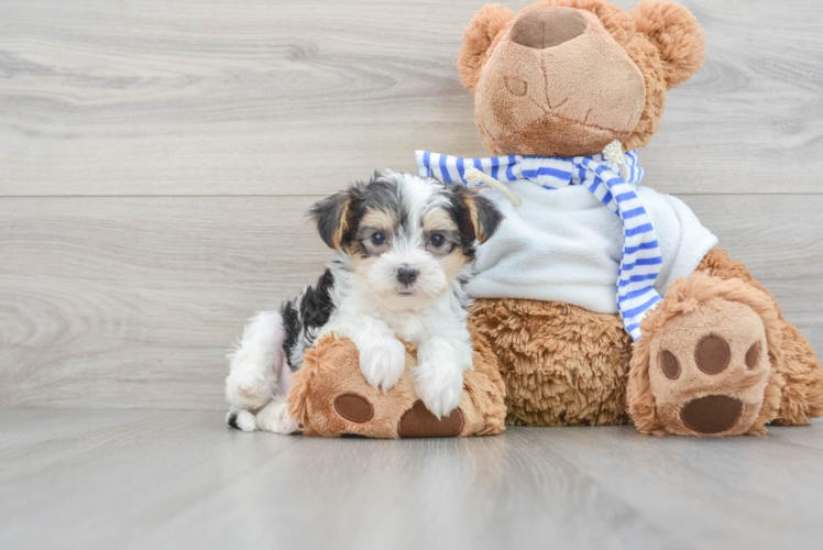 Hypoallergenic Yorkie Doodle Poodle Mix Puppy