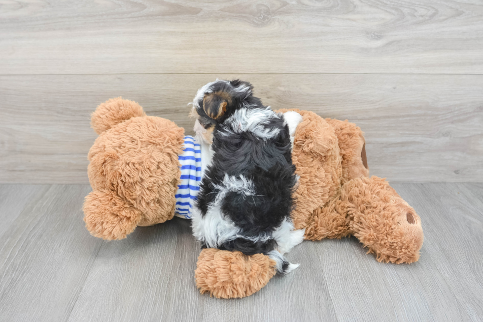 Funny Yorkie Poo Poodle Mix Pup