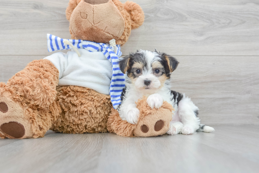 Sweet Yorkie Poo Baby