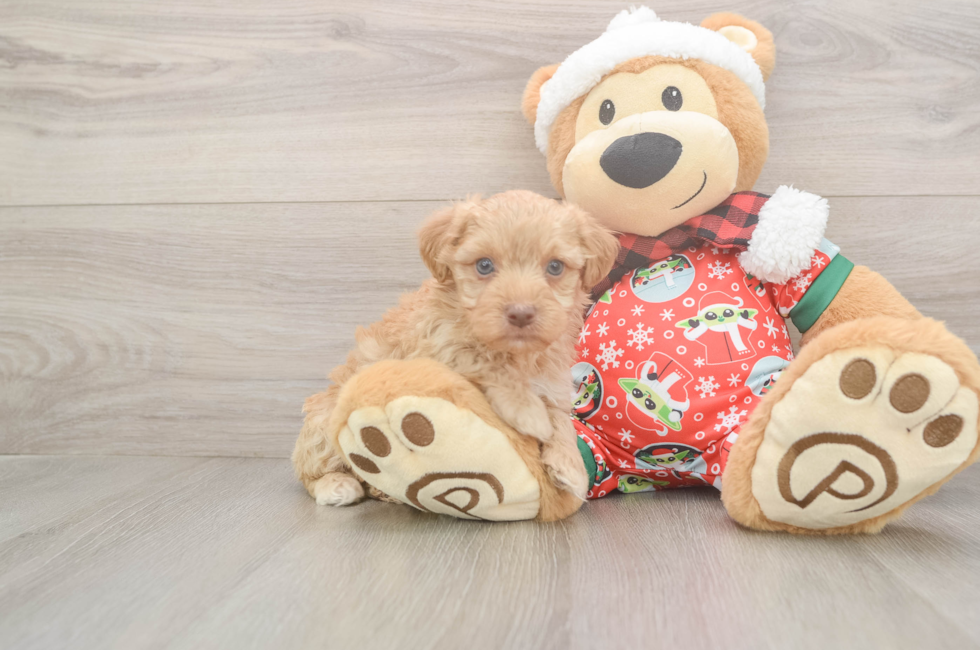 5 week old Yorkie Poo Puppy For Sale - Premier Pups