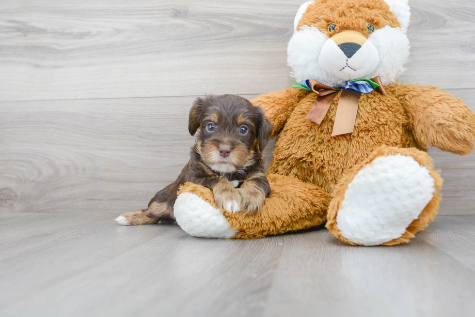 Sweet Yorkie Poo Baby