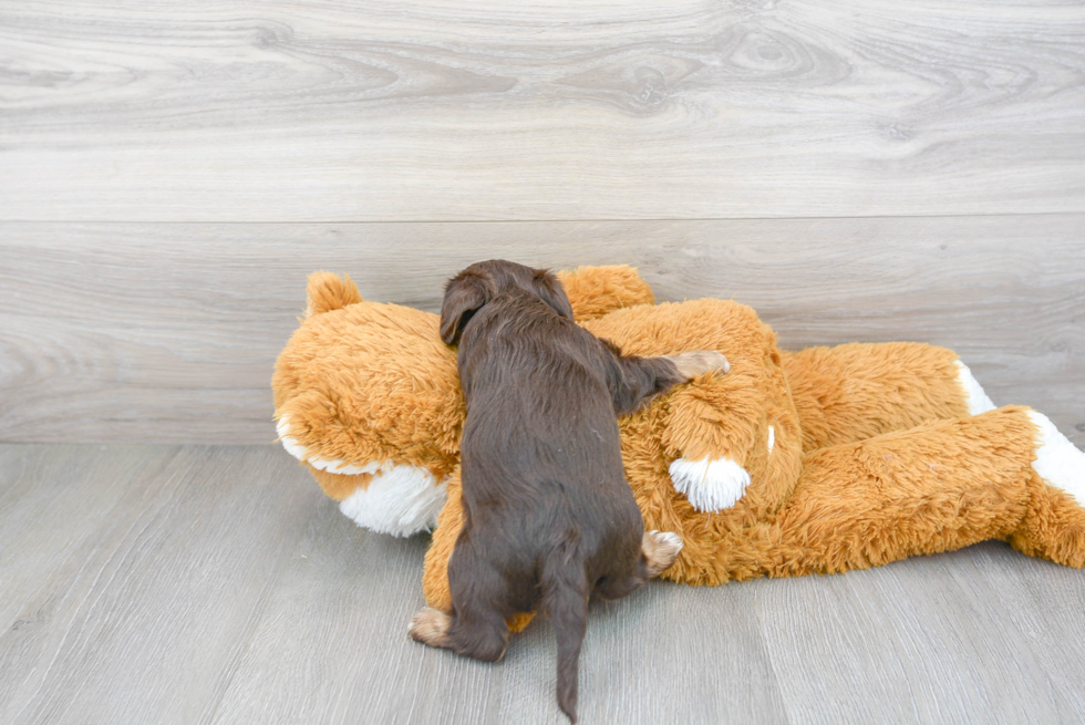 Yorkie Poo Puppy for Adoption