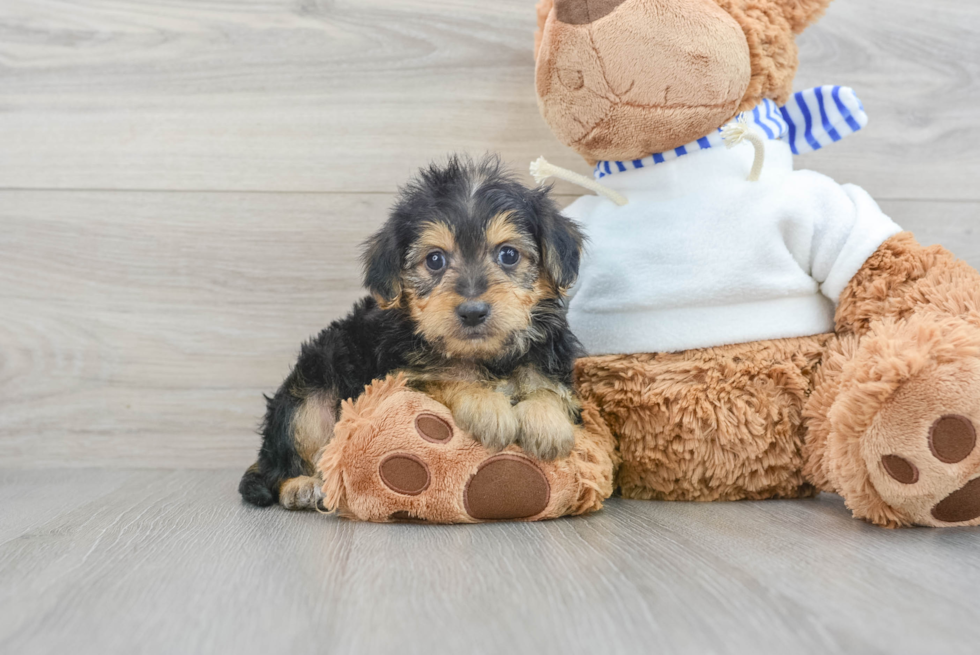 Funny Yorkie Poo Poodle Mix Pup